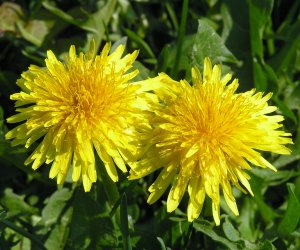 Dandelion leaf tincture