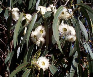 Eucalyptus leaf tincture