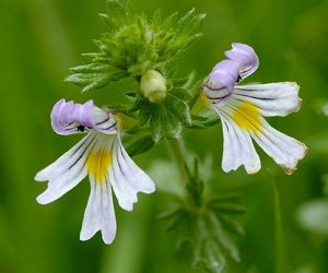 Eyebright herb tincture