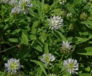 Fenugreek seed tincture