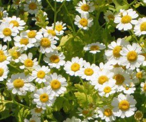 Feverfew herb tincture