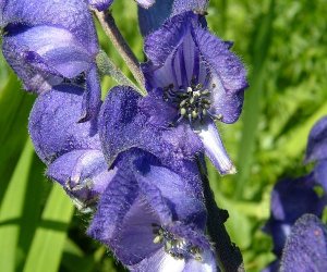 Monkshood root tincture