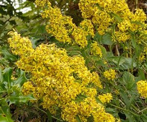 Golden Rod herb tincture