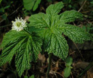 Golden Seal root tincture