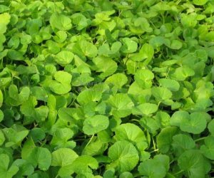 Gotu Kola herb tincture