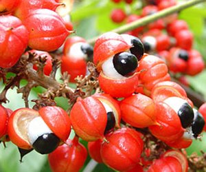 Guarana seed tincture