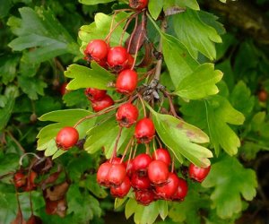 Hawthorn berry tincture