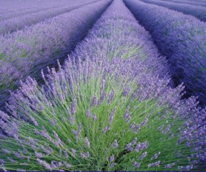 Lavender flower tincture
