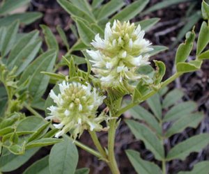 Liquorice root tincture