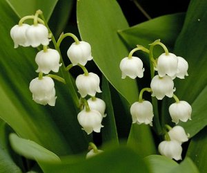 Lily of the Valley tincture