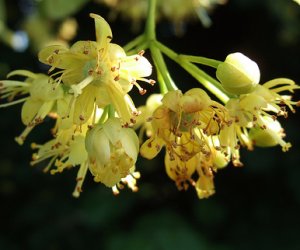 Lime flower tincture