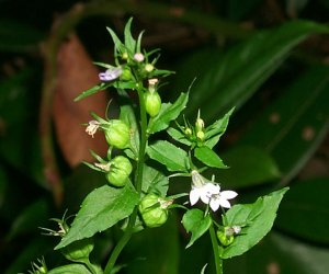 Lobelia herb tincture