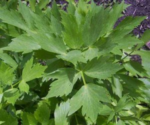 Lovage root tincture