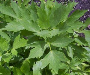 Lovage root tincture