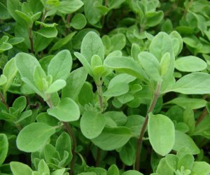 Marjoram herb tincture