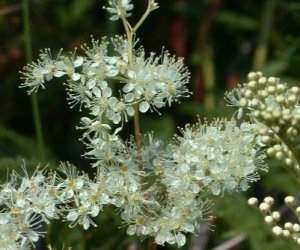 Meadowsweet herb tincture
