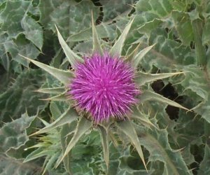 Milk Thistle seed capsules