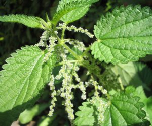 Nettle seed tincture