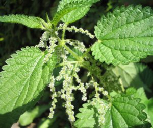 Nettle leaf fluid extract