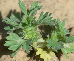 Parsley Piert herb tincture