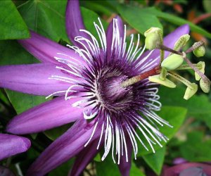 Passion Flower herb fluid extract