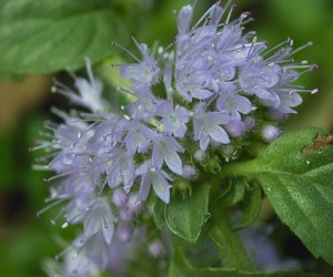 Pennyroyal essential oil