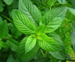 Peppermint herb tincture