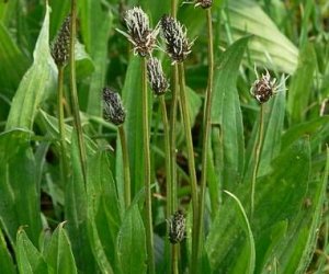 Ribwort leaf tincture