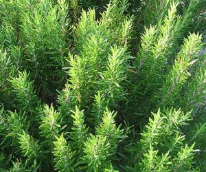 Rosemary leaf tincture