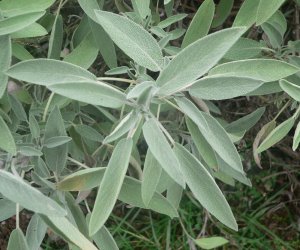 Sage essential oil