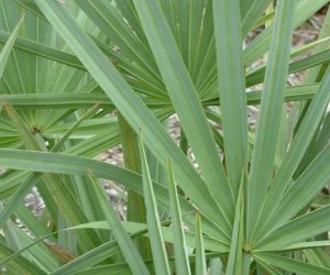 Saw Palmetto Berry fluid extract