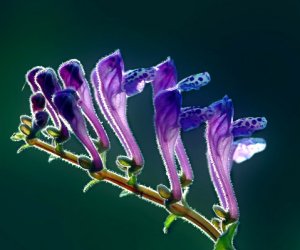 Skullcap herb tincture