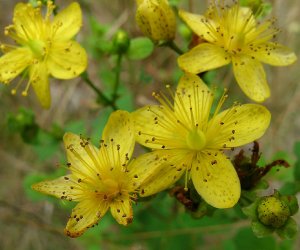 St Johns Wort oil