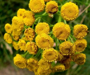 Tansy herb tincture