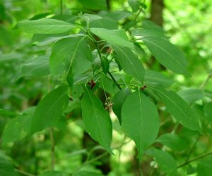 Wahoo bark tincture