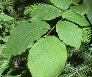 Witch Hazel leaf tincture