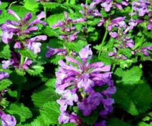 Wood Betony herb tincture