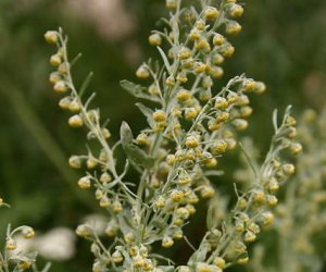 Wormwood herb tincture
