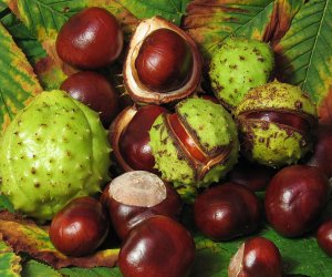 Horse Chestnut fluid extract