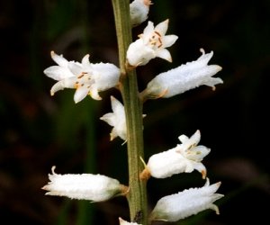 True Unicorn root tincture
