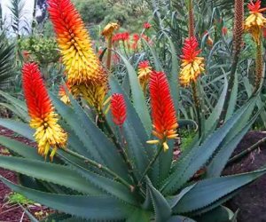 Cape aloes tincture