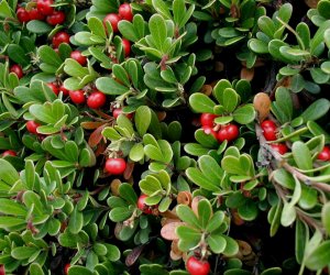 Bearberry leaf fluid extract