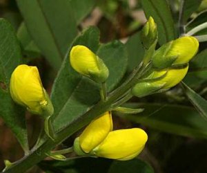 Wild Indigo root tincture