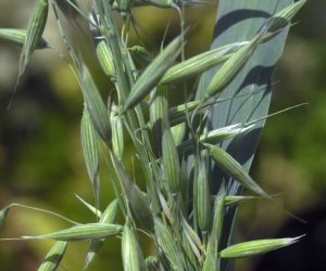 Oat Straw tincture