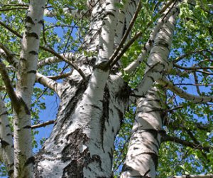 Silver Birch leaf tincture