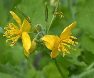 Greater Celandine herb tincture