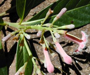 Cinchona bark tincture