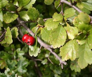 Hawthorn top tincture