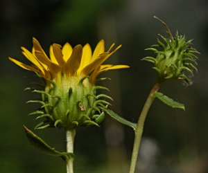 Grindelia herb tincture