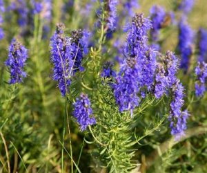 Hyssop herb tincture